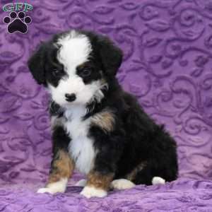 Dixie, Mini Bernedoodle Puppy